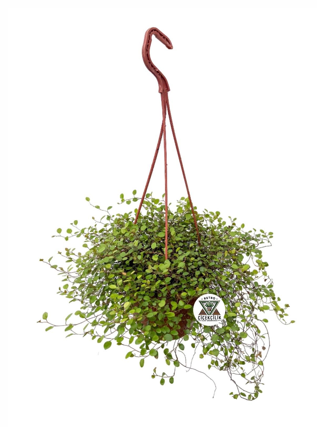 Askılı Avustralya Sarmaşığı Muehlenbeckia