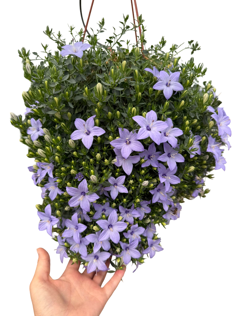 Askılı Maviş Çiçeği (Campanula)
