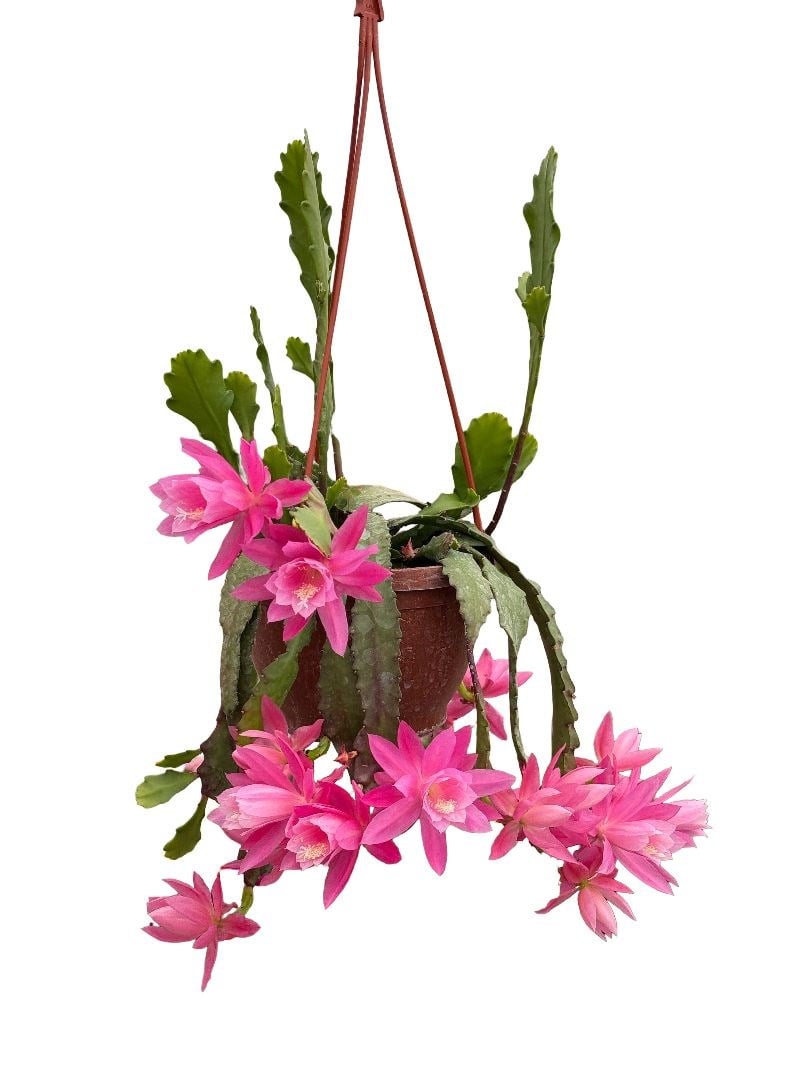 Askılı Pembe Atlas Çiçeği