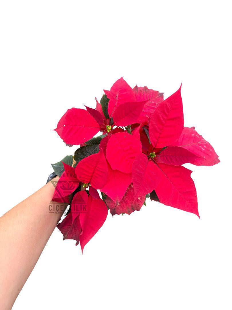 Atatürk Çiçeği Poinsettia Kırmızı