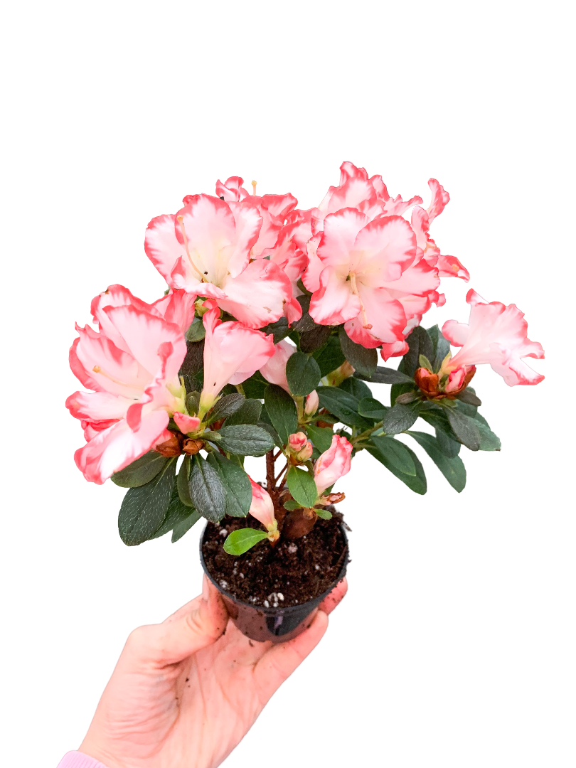 Azalea Japonica Çift Renkli Açelya