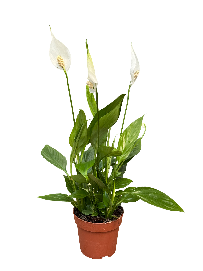 Barış Çiçeği - Yelken Bitkisi (Spathiphyllum) 35 CM