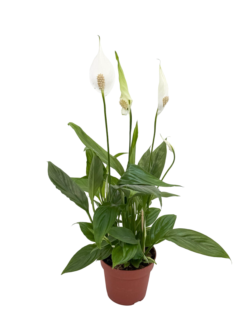 Barış Çiçeği - Yelken Bitkisi (Spathiphyllum) 35 CM