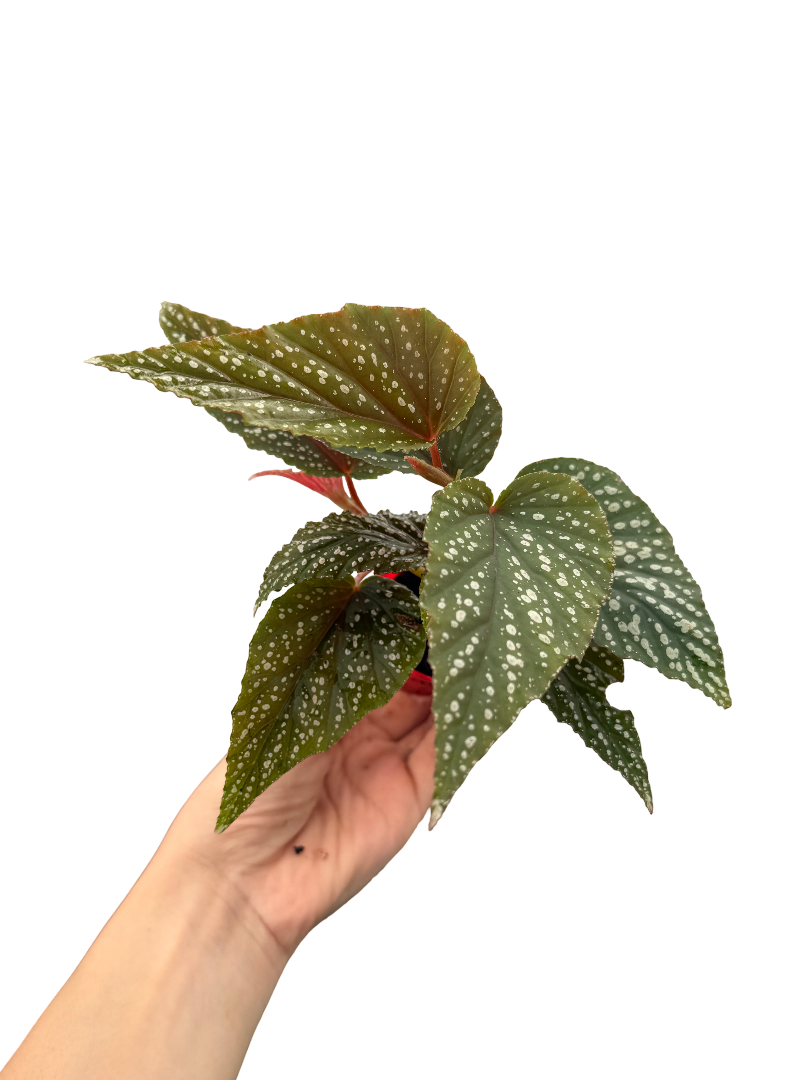 Begonia Argenteo Guttata Çilli Begonya