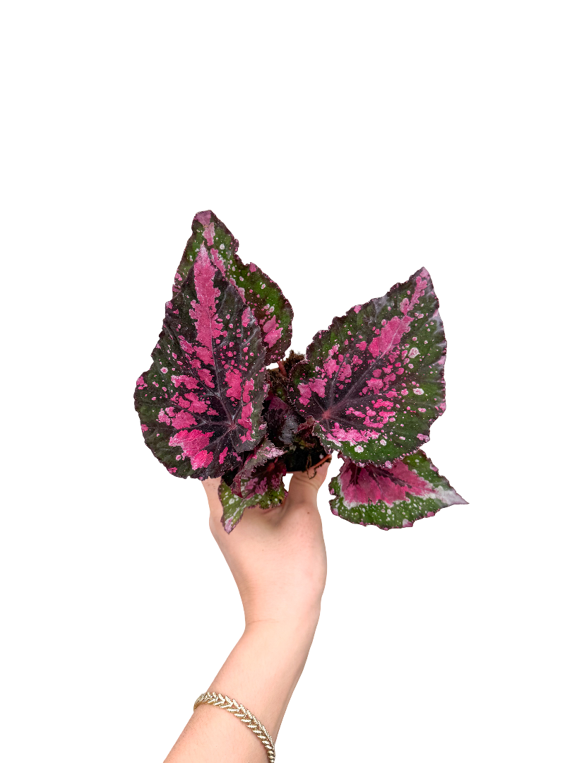 Begonia Rex