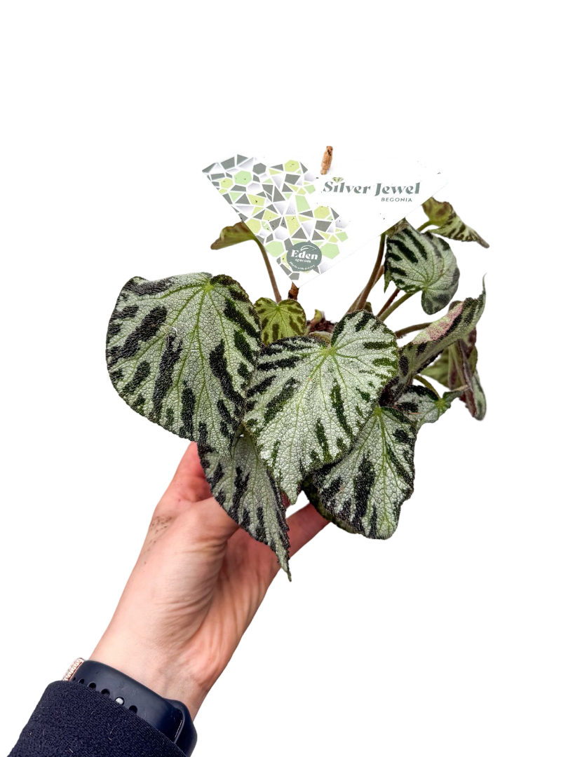 Begonia 'Silver Jewell' Koleksiyonluk Tür