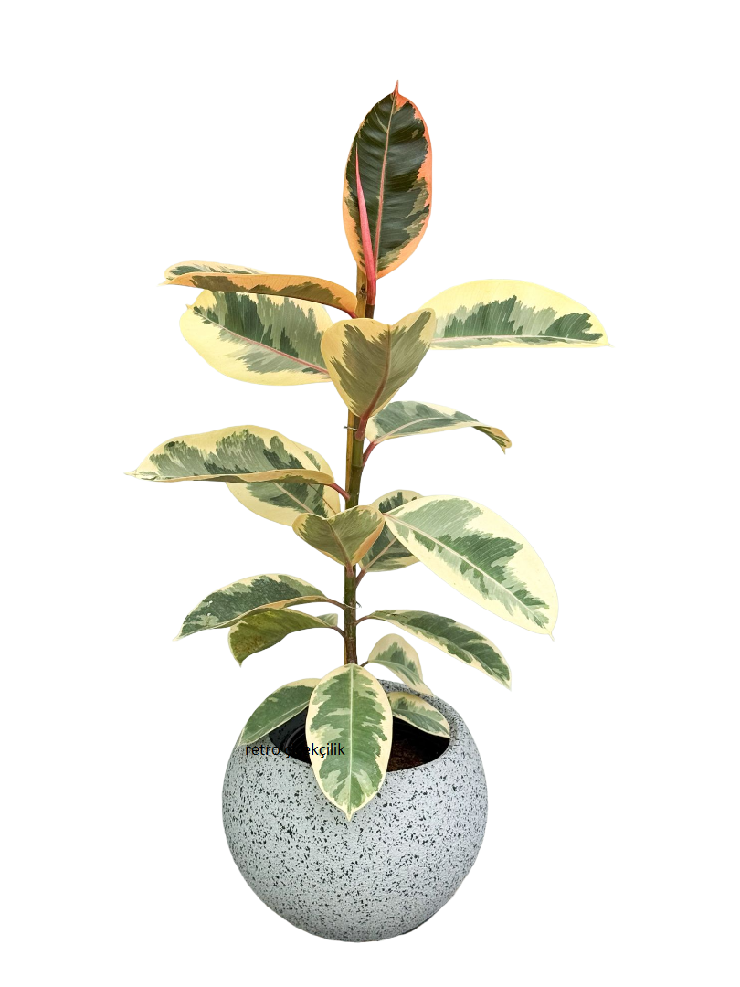 Beyaz Alacalı Kauçuk Bitkisi Tekli 75 CM
