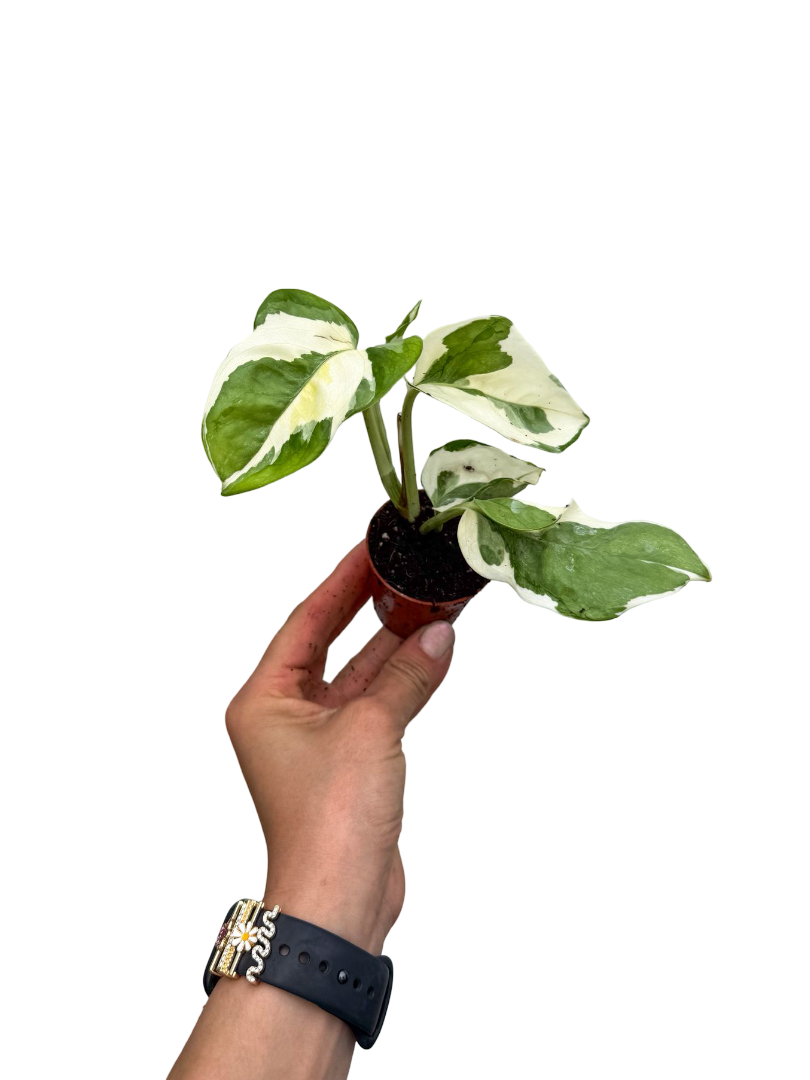Beyaz Alacalı Pothos Njoy Fide