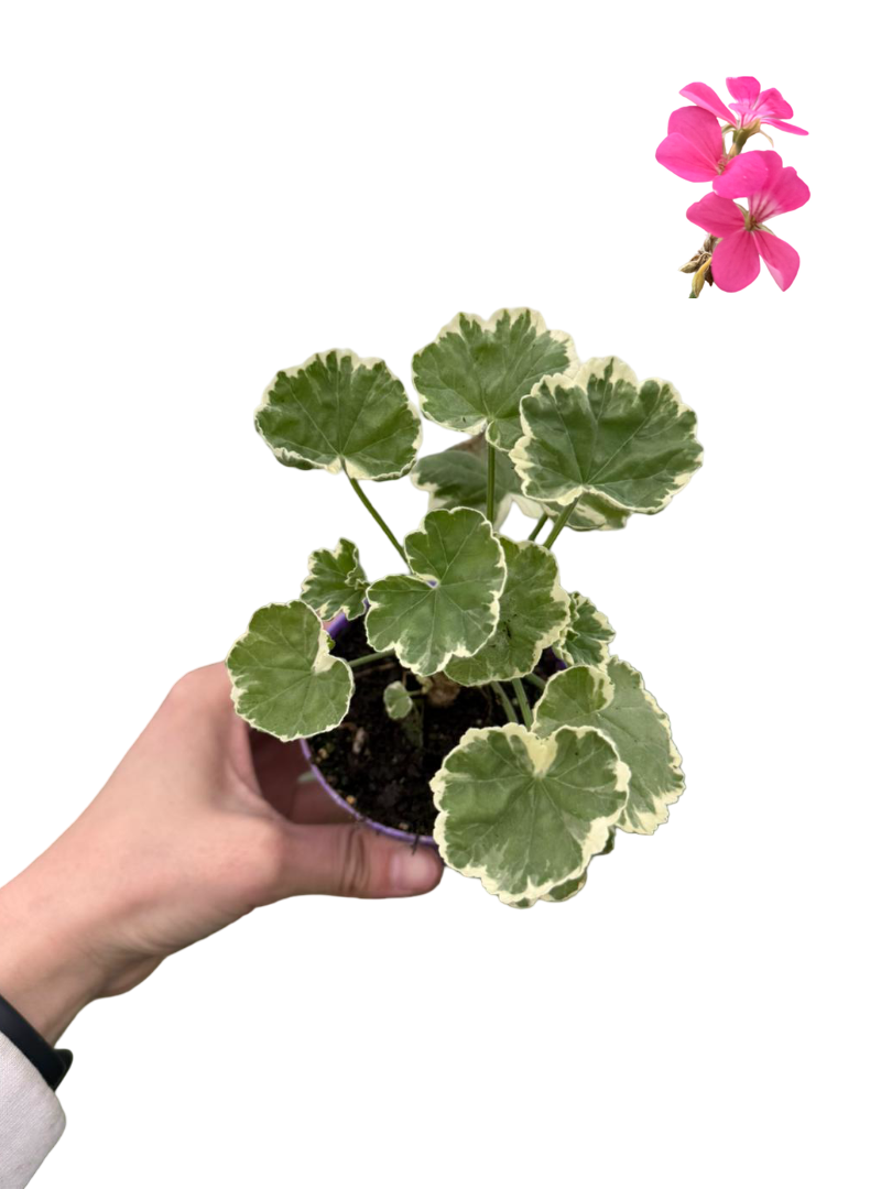Beyaz Alacalı Sardunya Özel Tür (Pembe Çiçekli)