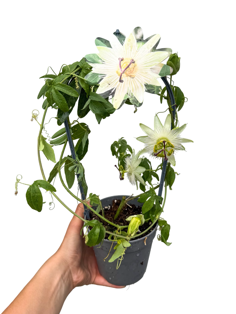 Beyaz Çarkıfelek Sarmaşığı Passiflora