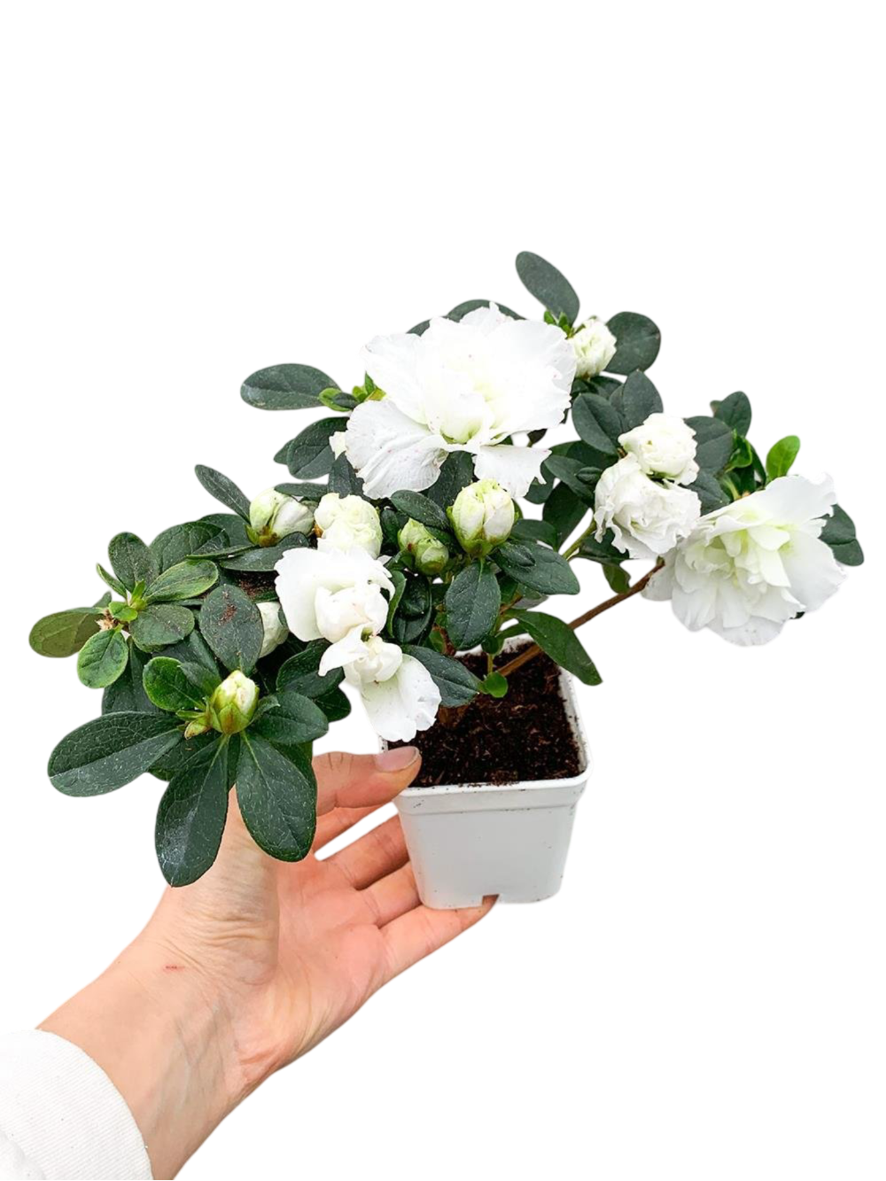 Beyaz Çiçekli Açelya Bitkisi Azalea