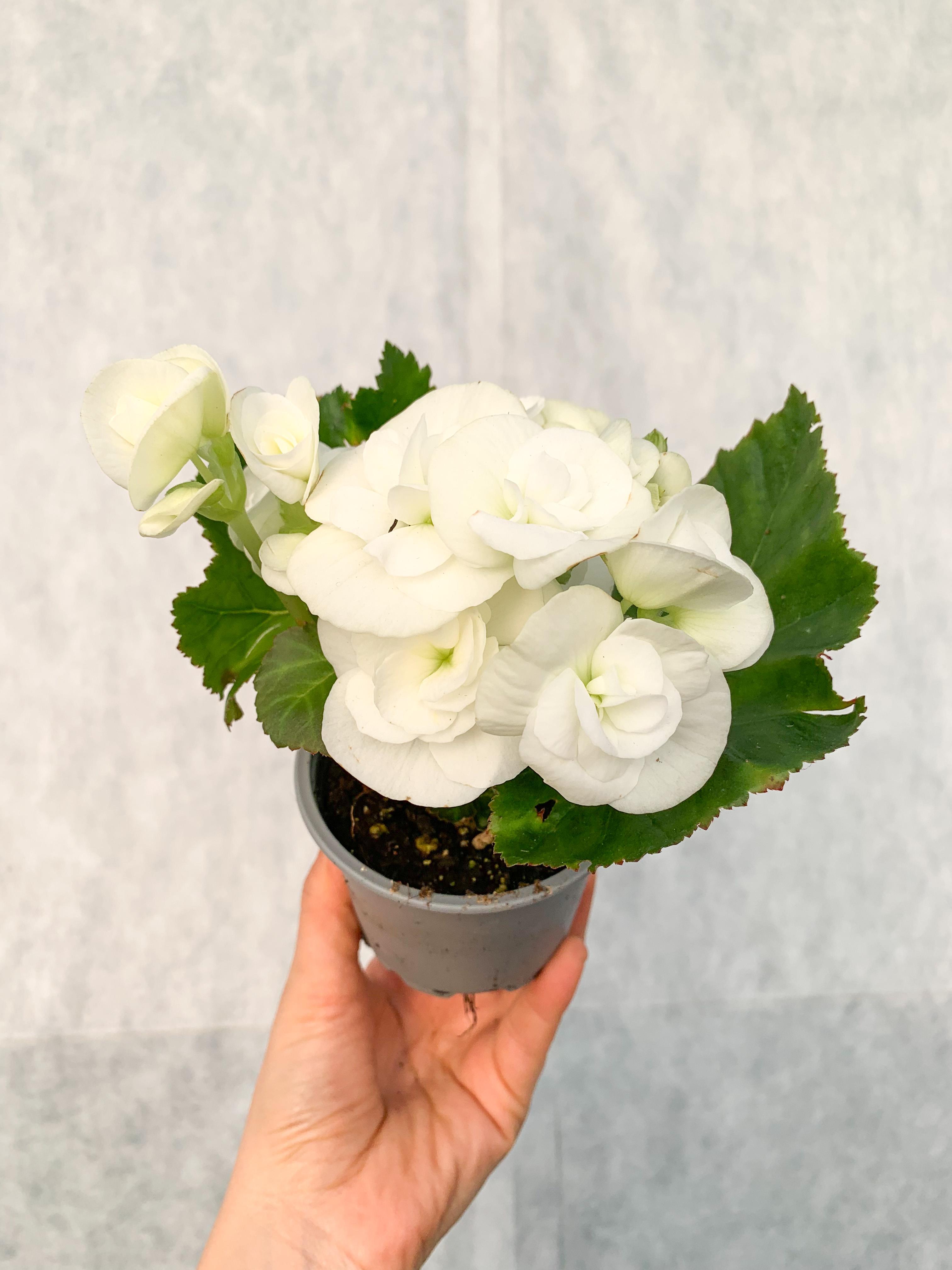 Beyaz Çiçekli Katmerli Begonya - Begonia Toran