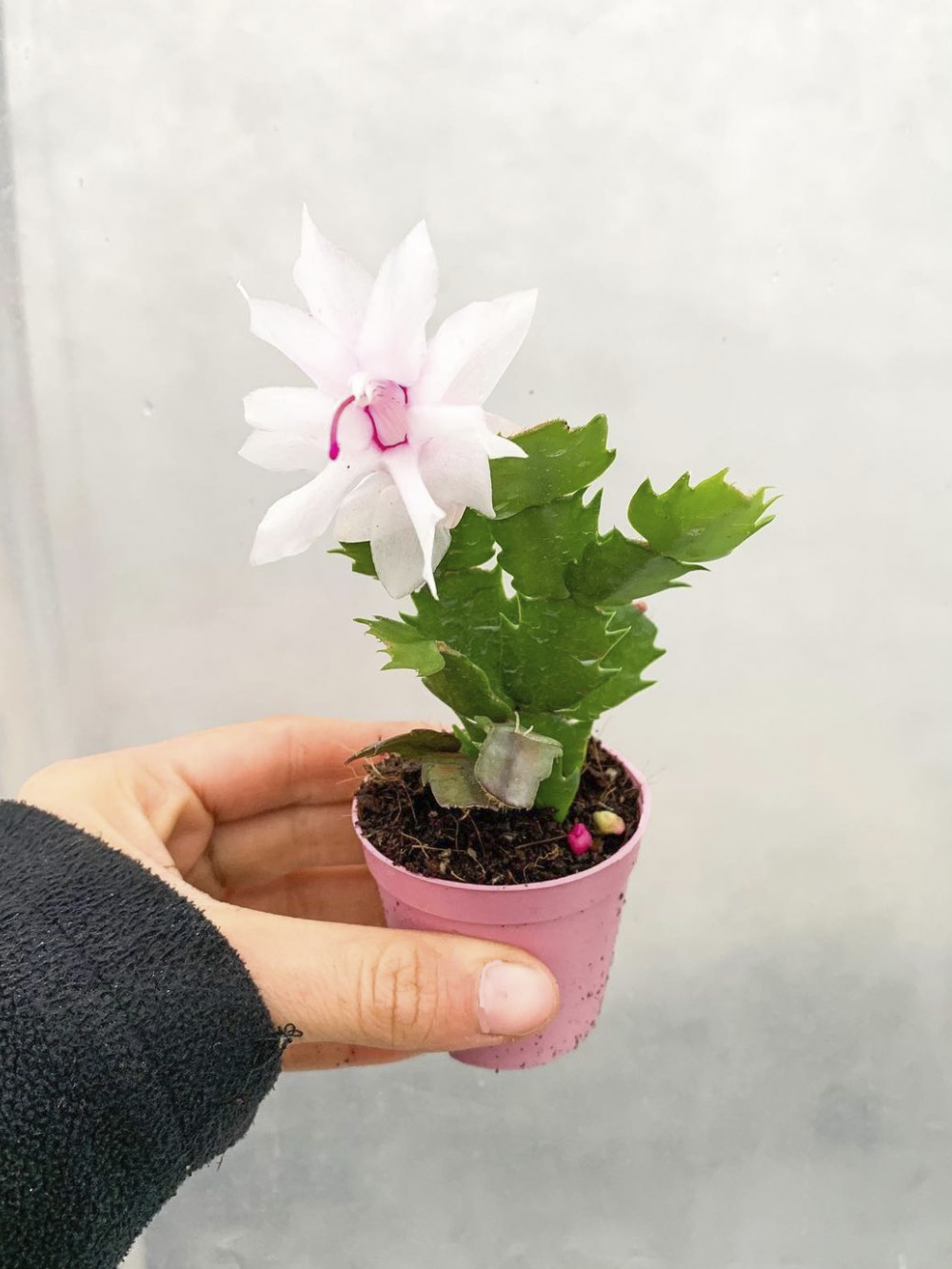 Beyaz Çiçekli Yılbaşı Çiçeği Kaktüsü (Schlumbergera)