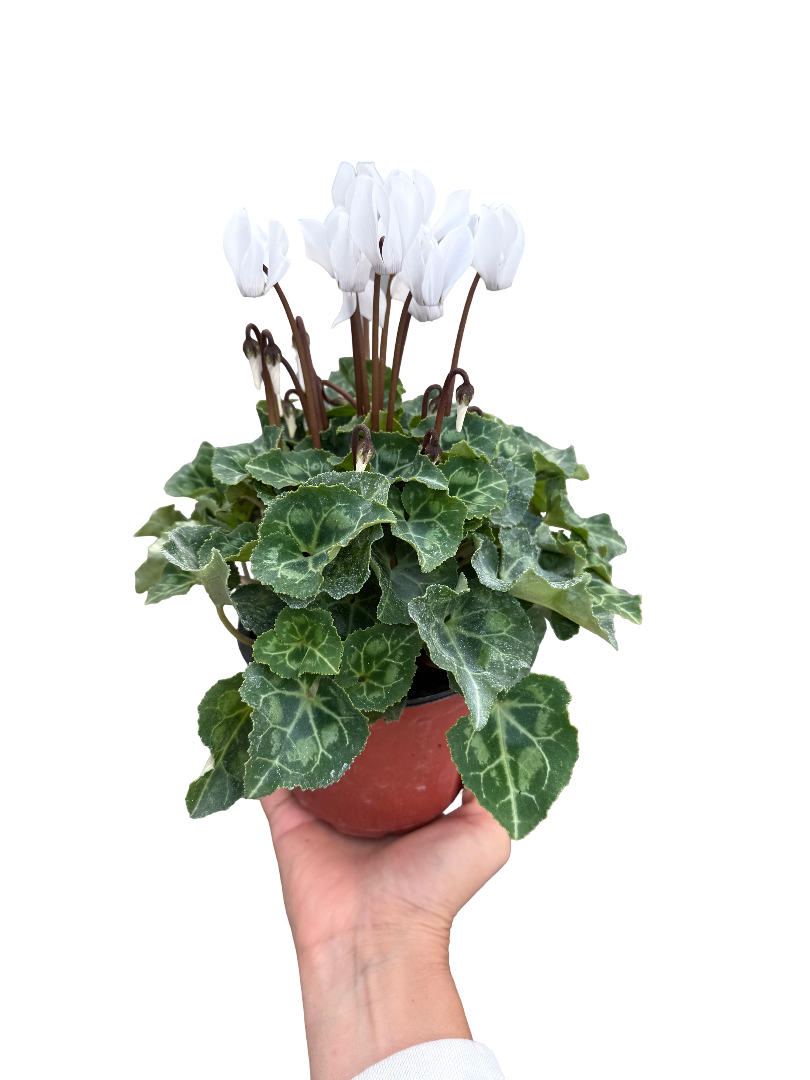 Beyaz Cyclamen Verano (Sıklamen) Pure White