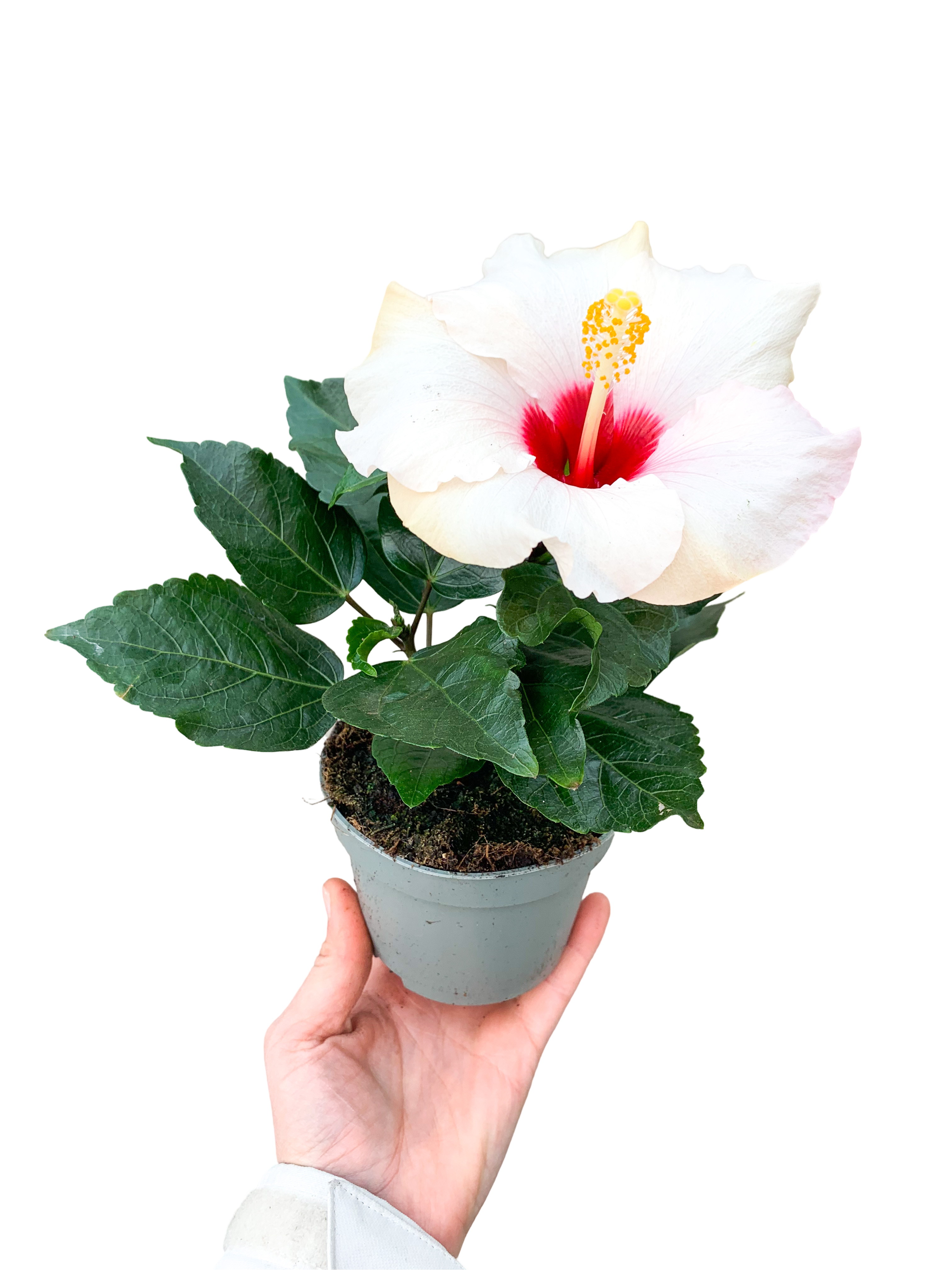 Beyaz Hibiscus Çiçeği Japon Gülü