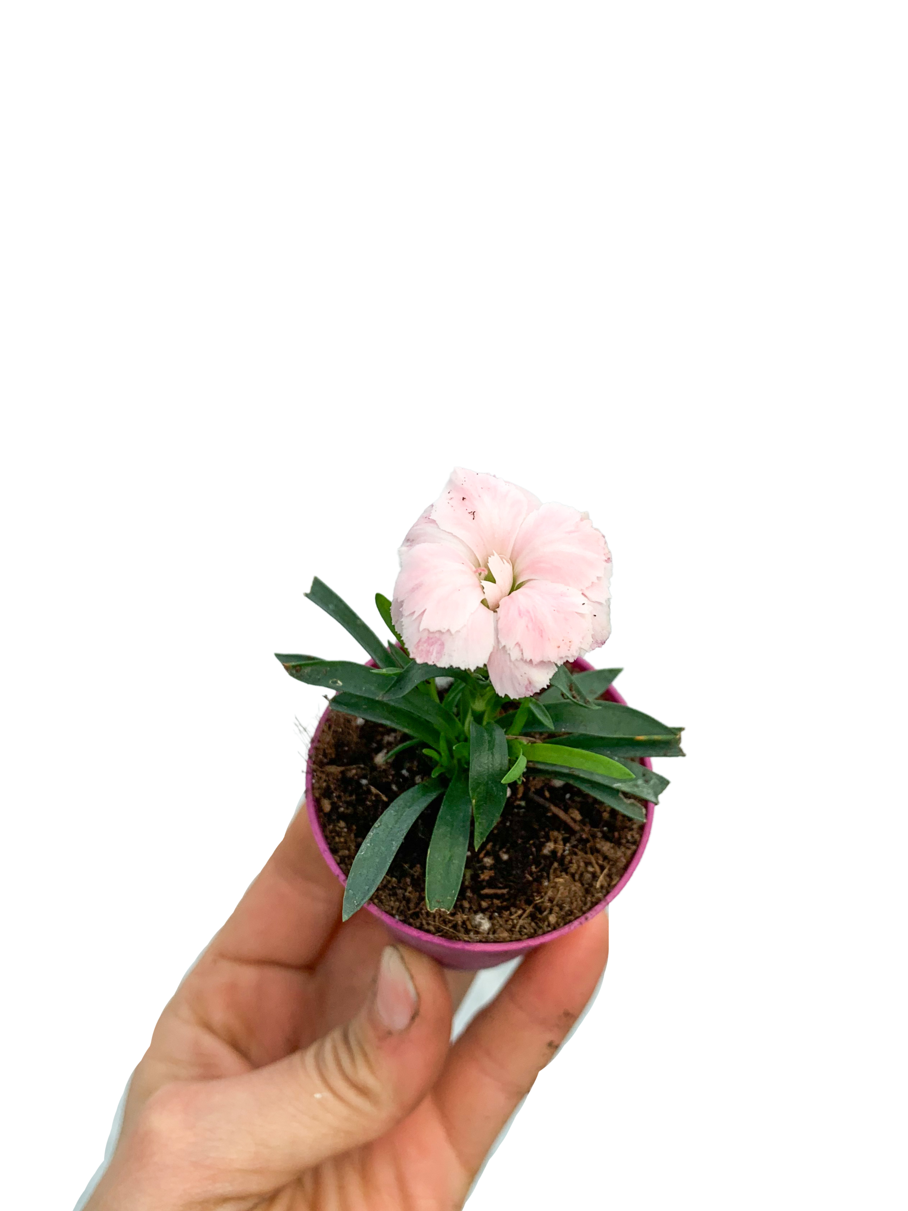Beyaz Karanfil Dianthus White