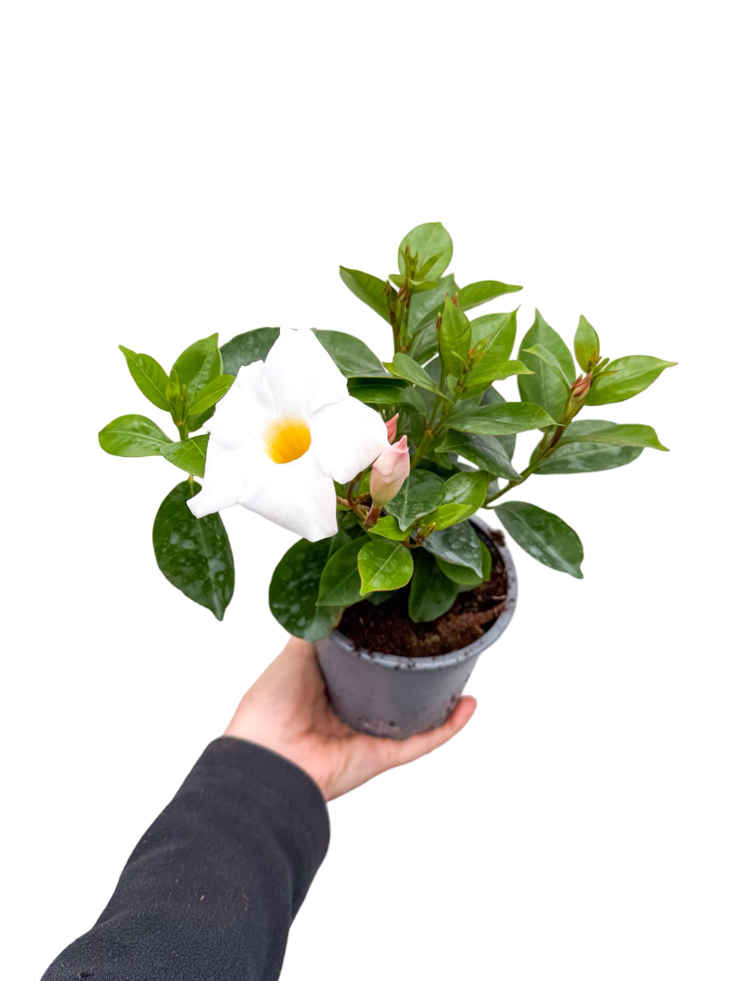 Beyaz Mandevilla Çiçeği Sarmaşığı