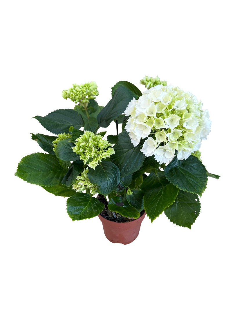 Beyaz Ortanca Çiçeği - Hydrangea
