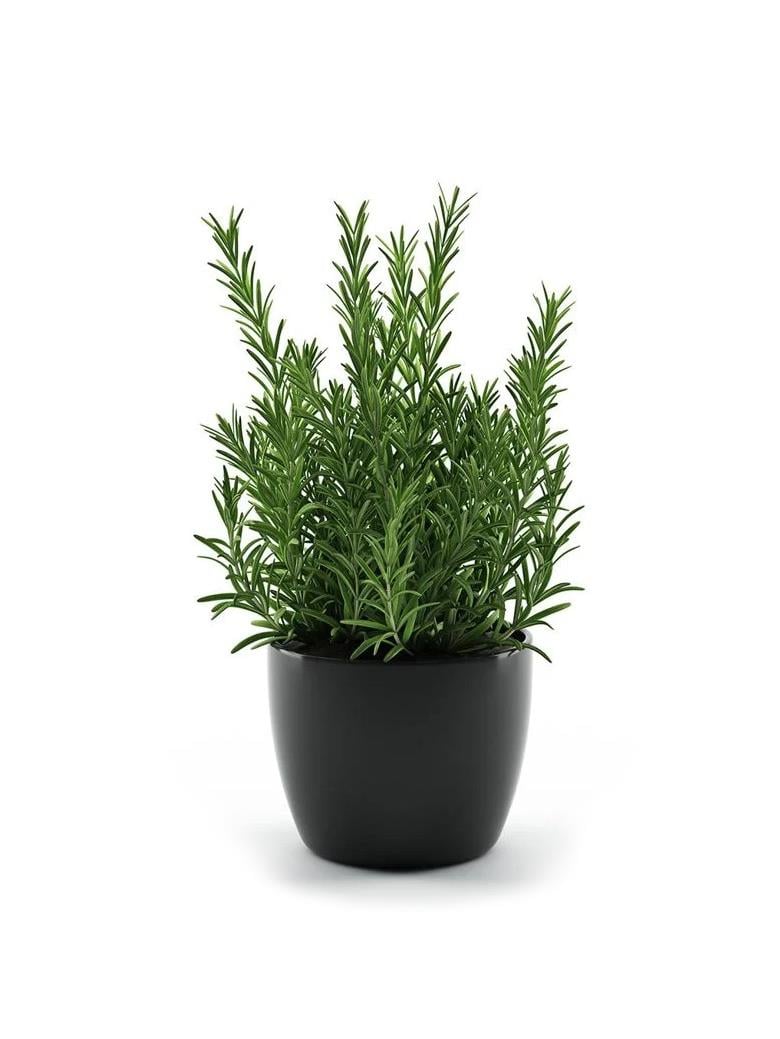 Biberiye Bitkisi Fidanı 15-25 CM