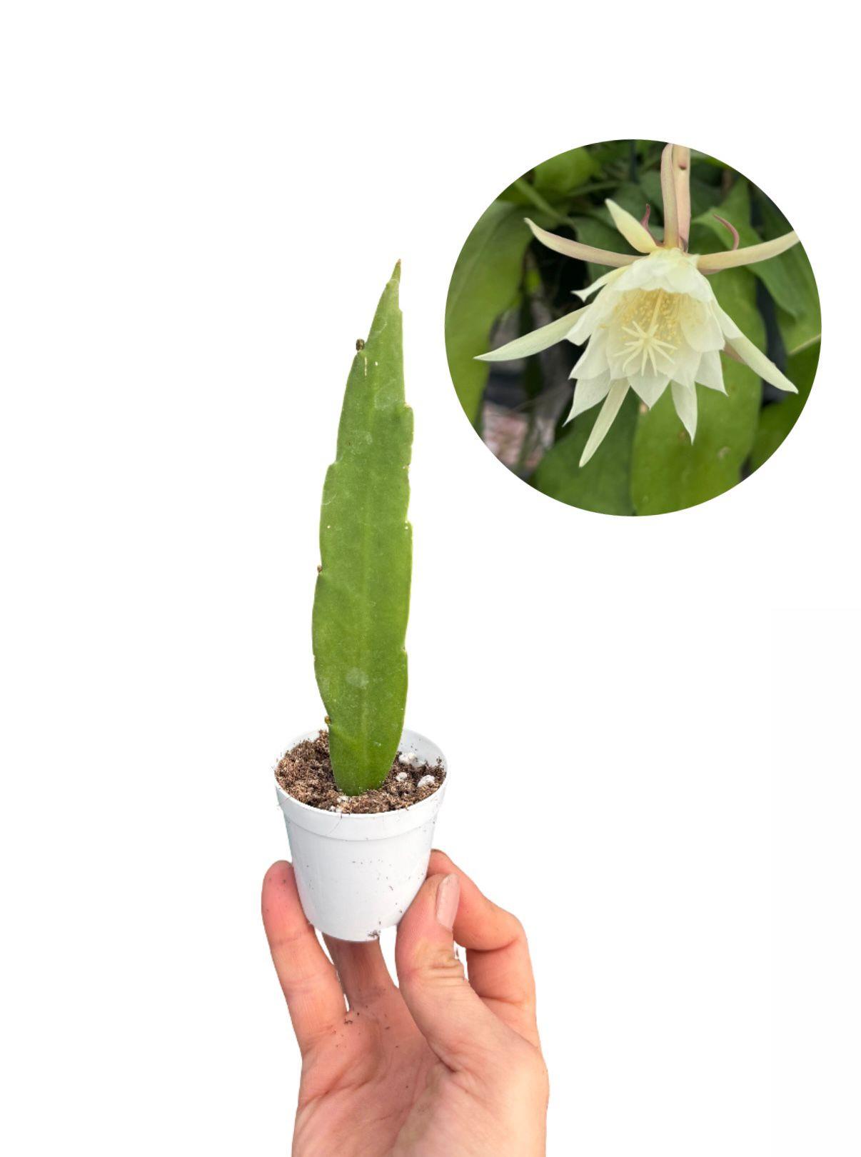 Bir Gecelik Gelin Kaktüsü Beyaz - Epiphyllum Oxypetalum