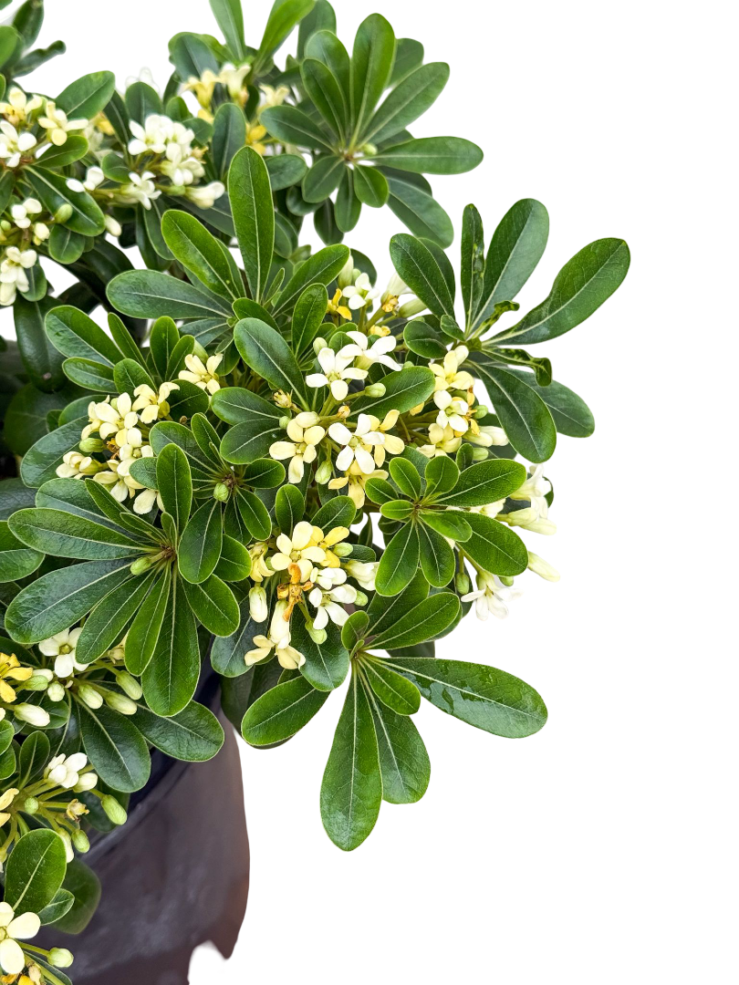 Bodur Yıldız Çalısı 40 CM (Pittosporum)