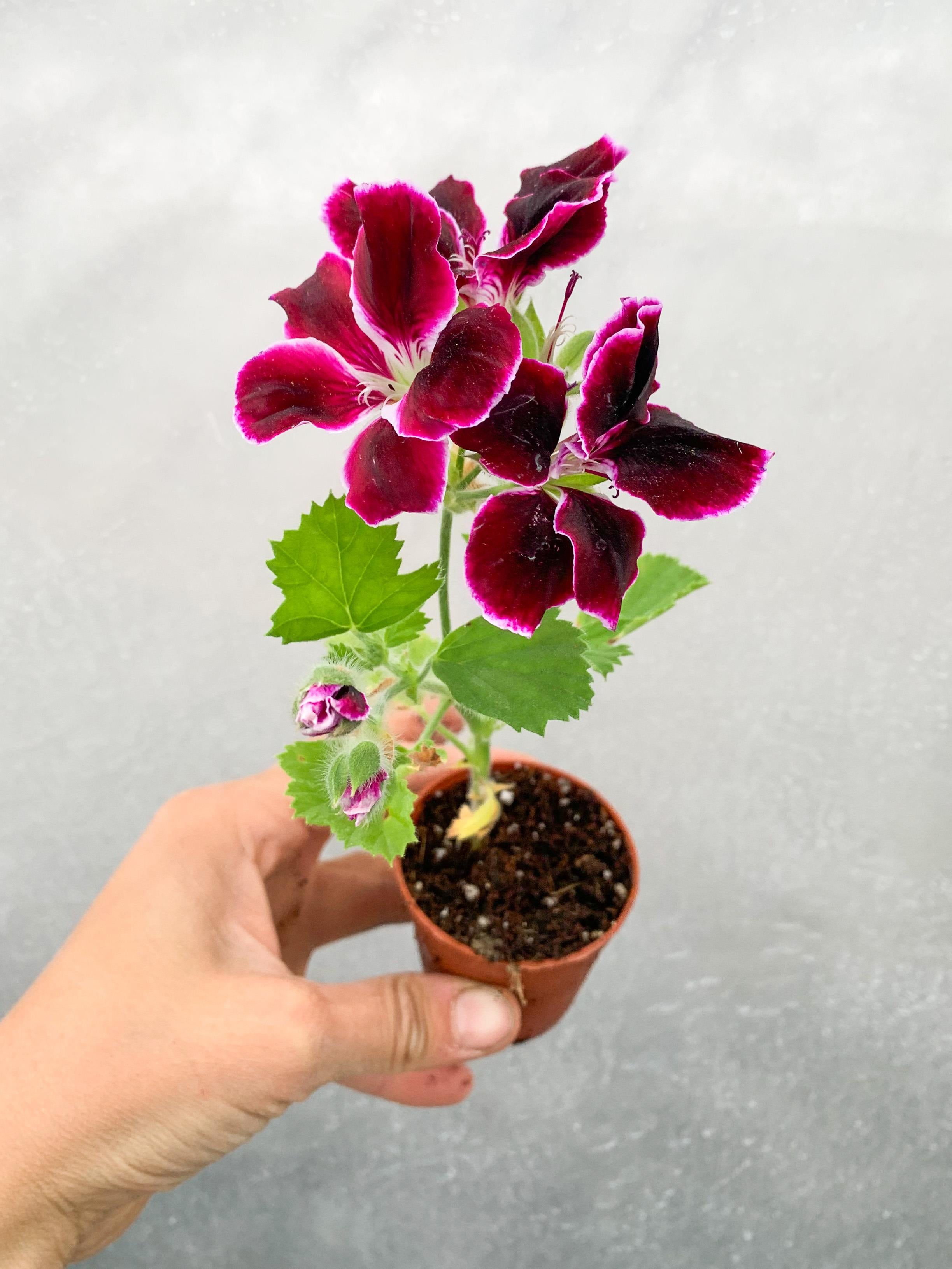 Bordo Ceylangözü (Canan) Sardunya