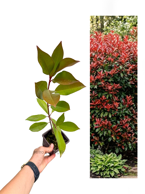Boylu Alev Çalısı 30-35 CM Photinia Red Robin
