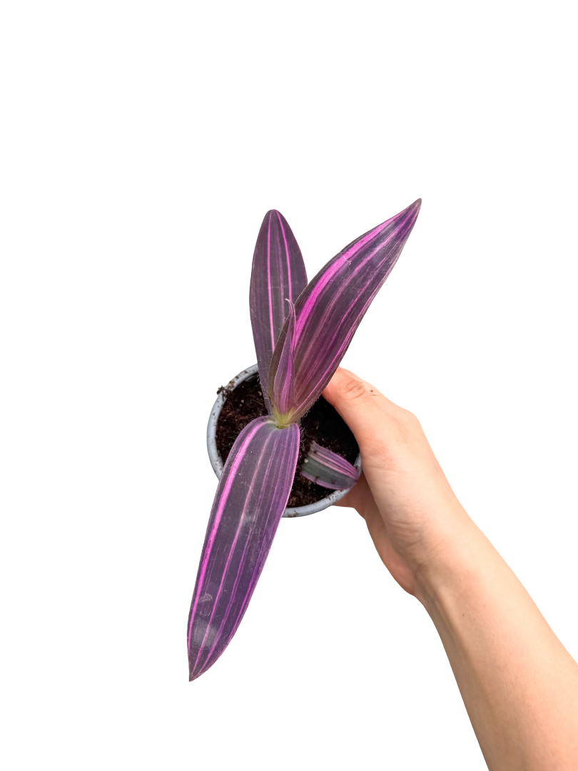 Büyük Yapraklı Pembe Telgraf - Tradescantia Pallida 'Pink Stripe'
