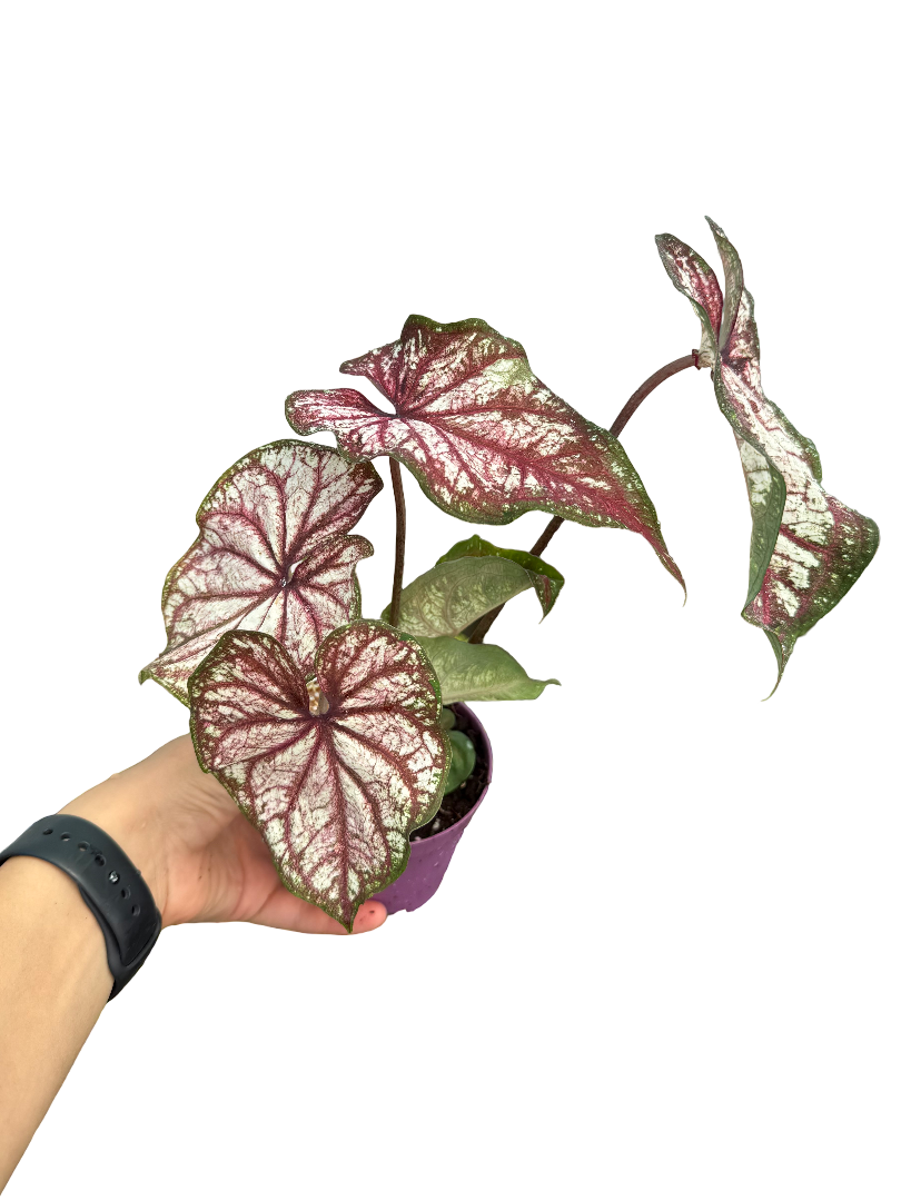 Caladium Konfeti