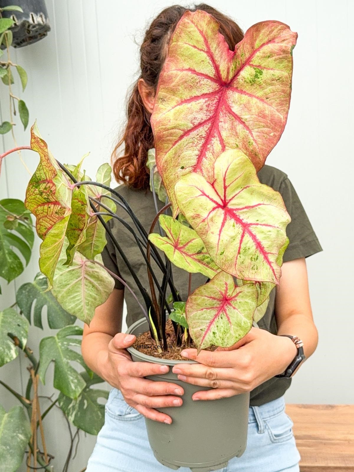 Caladium 'Summer Pink' - (60-70 CM) Kaladyum Çiçeği