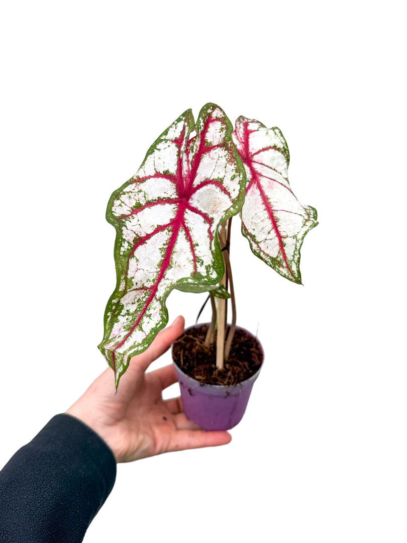 Caladium 'Tapestry' - Kaladyum Çiçeği