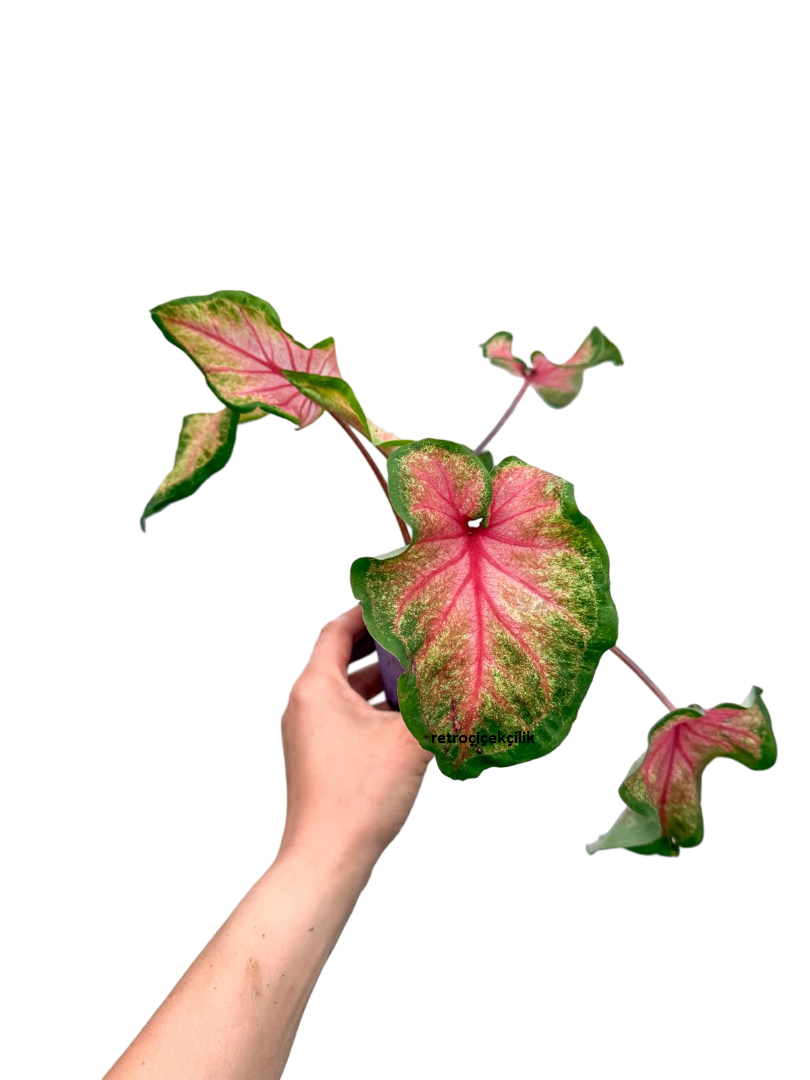 Caladium 'Tickle Me Pink' - Kaladyum Çiçeği