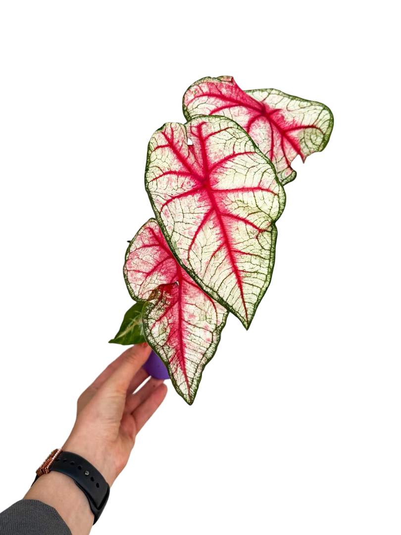 Caladium 'White Queen' - Kaladyum Çiçeği