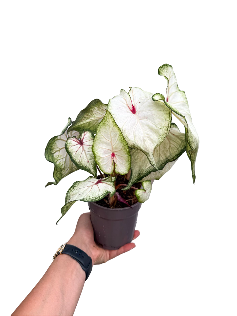 Caladium 'White Wonder' Dolgun Form