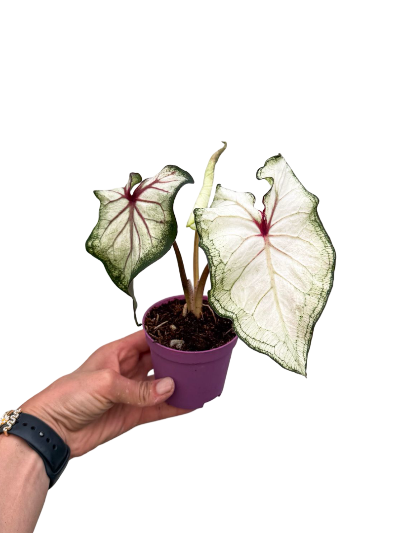 Caladium 'White Wonder' - Kaladyum Çiçeği