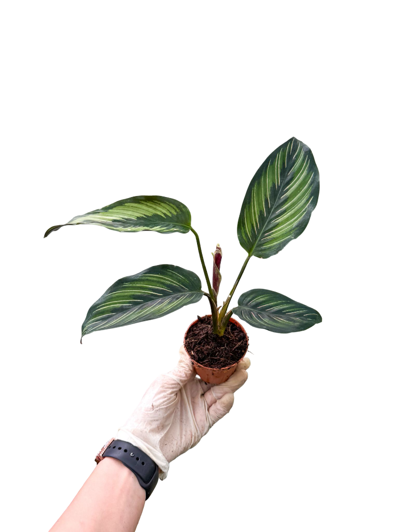 Calathea Beauty Star Dua iei