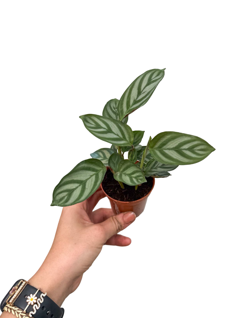 Calathea Ctenanthe Burle-Marxii Dua Çiçeği Bitkisi