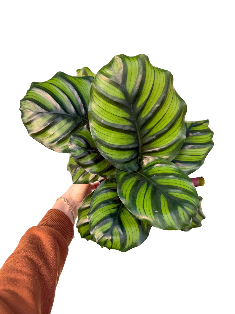 Calathea Fasciata Dua Çiçeği 30-40 CM