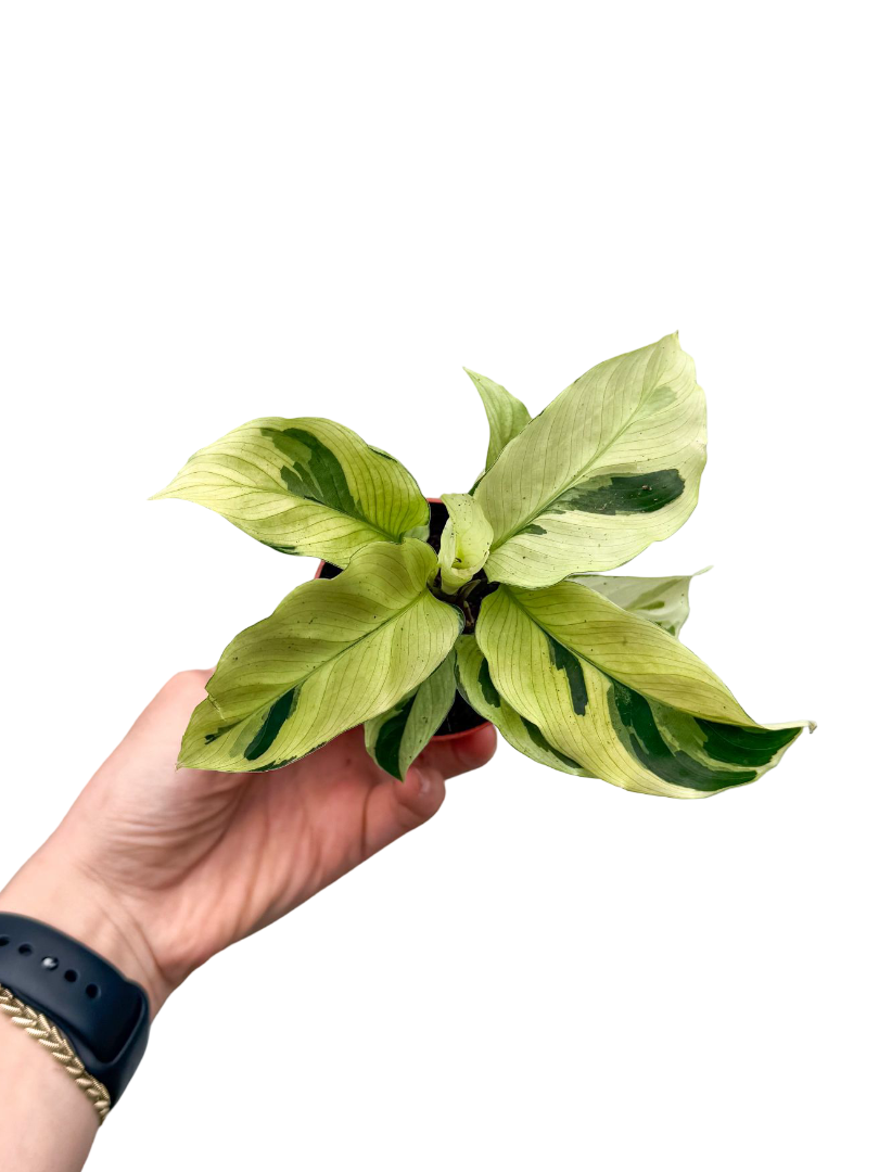 Calathea 'Fusion Yellow' Sarı Dua Çiçeği Bitkisi