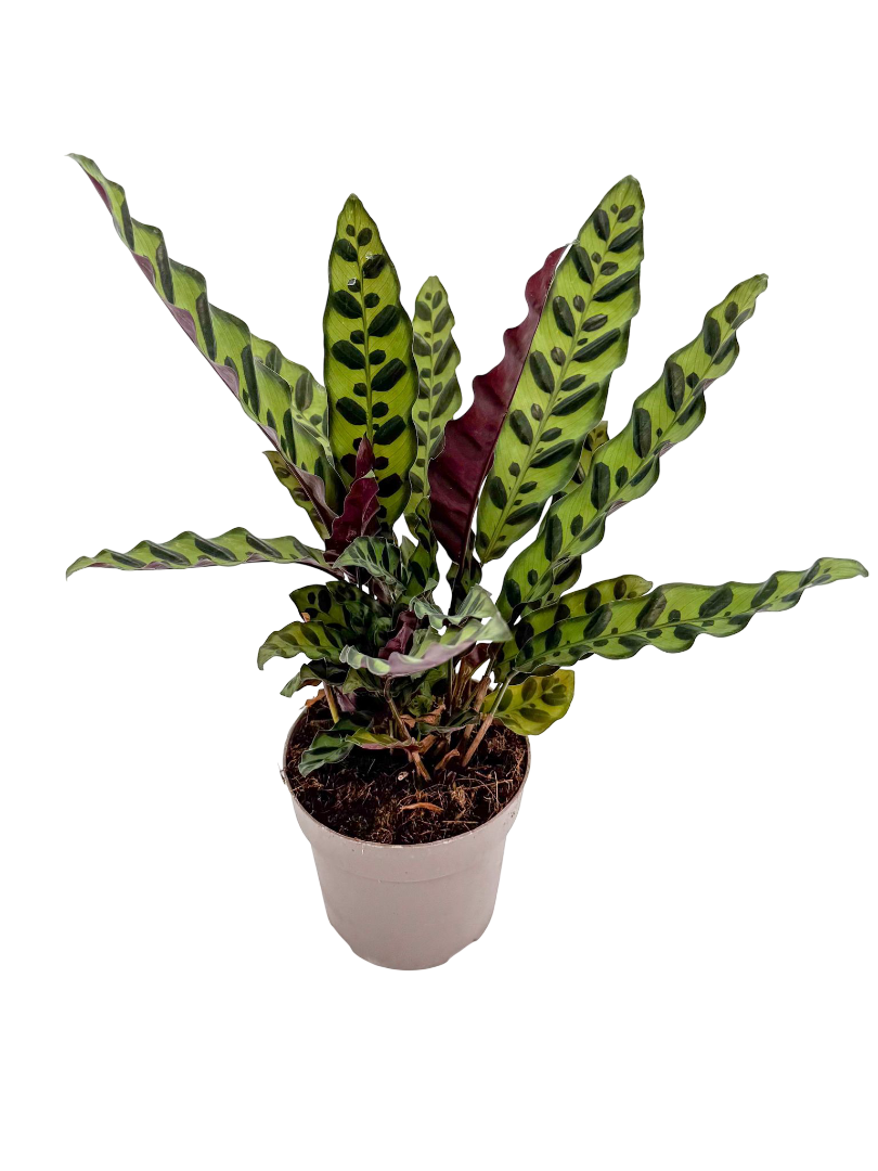 Calathea Lancifolia Dua Çiçeği (30-40 CM)