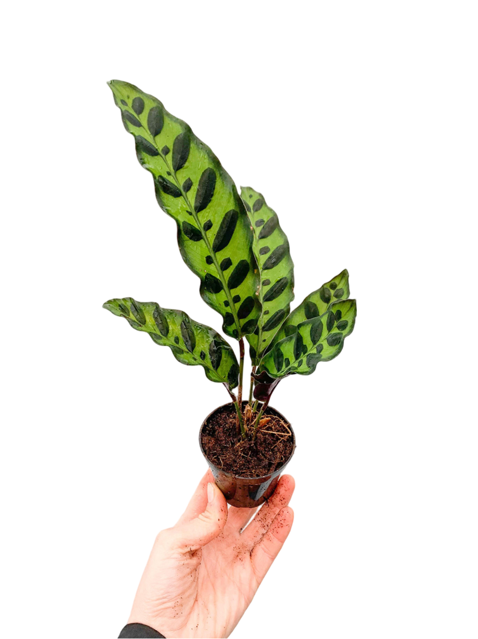 Calathea Lancifolia Dua Çiçeği