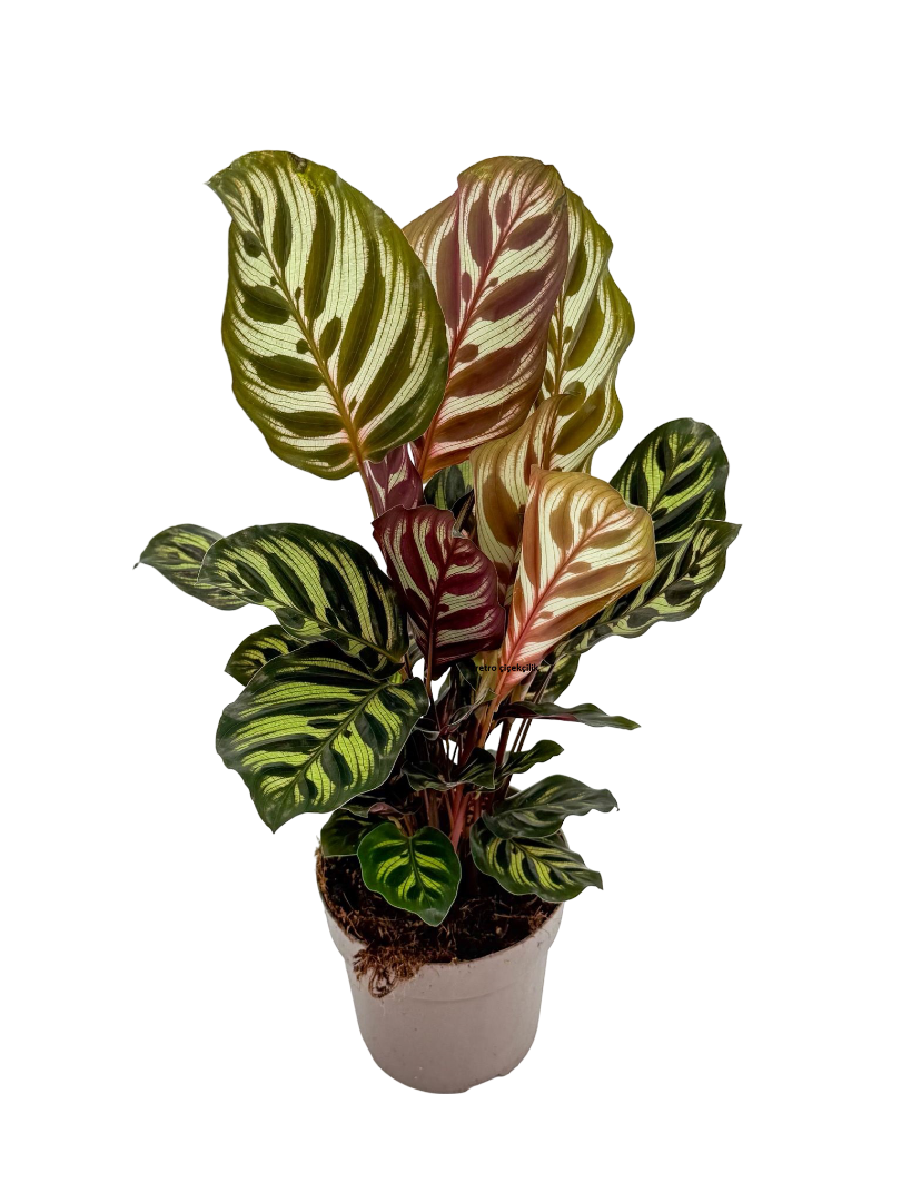 Calathea Makoyana Dua Çiçeği (30-40 CM)