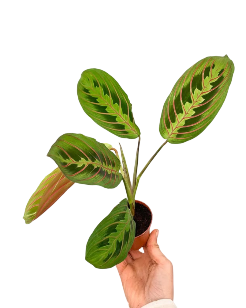 Calathea Maranta Fascinator Dua Çiçeği