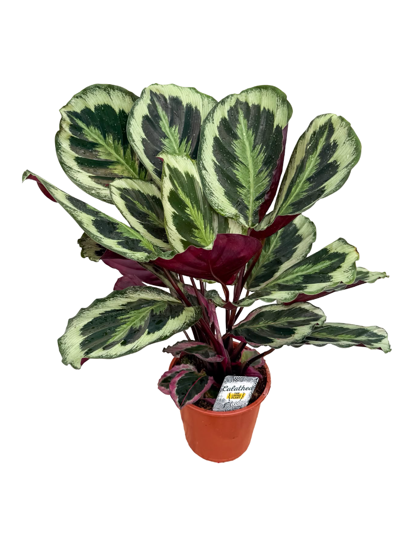 Calathea Medallion Dua Çiçeği 50 CM