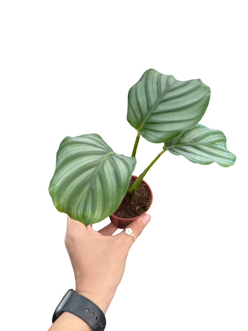 Calathea Orbifolia Dua Çiçeği