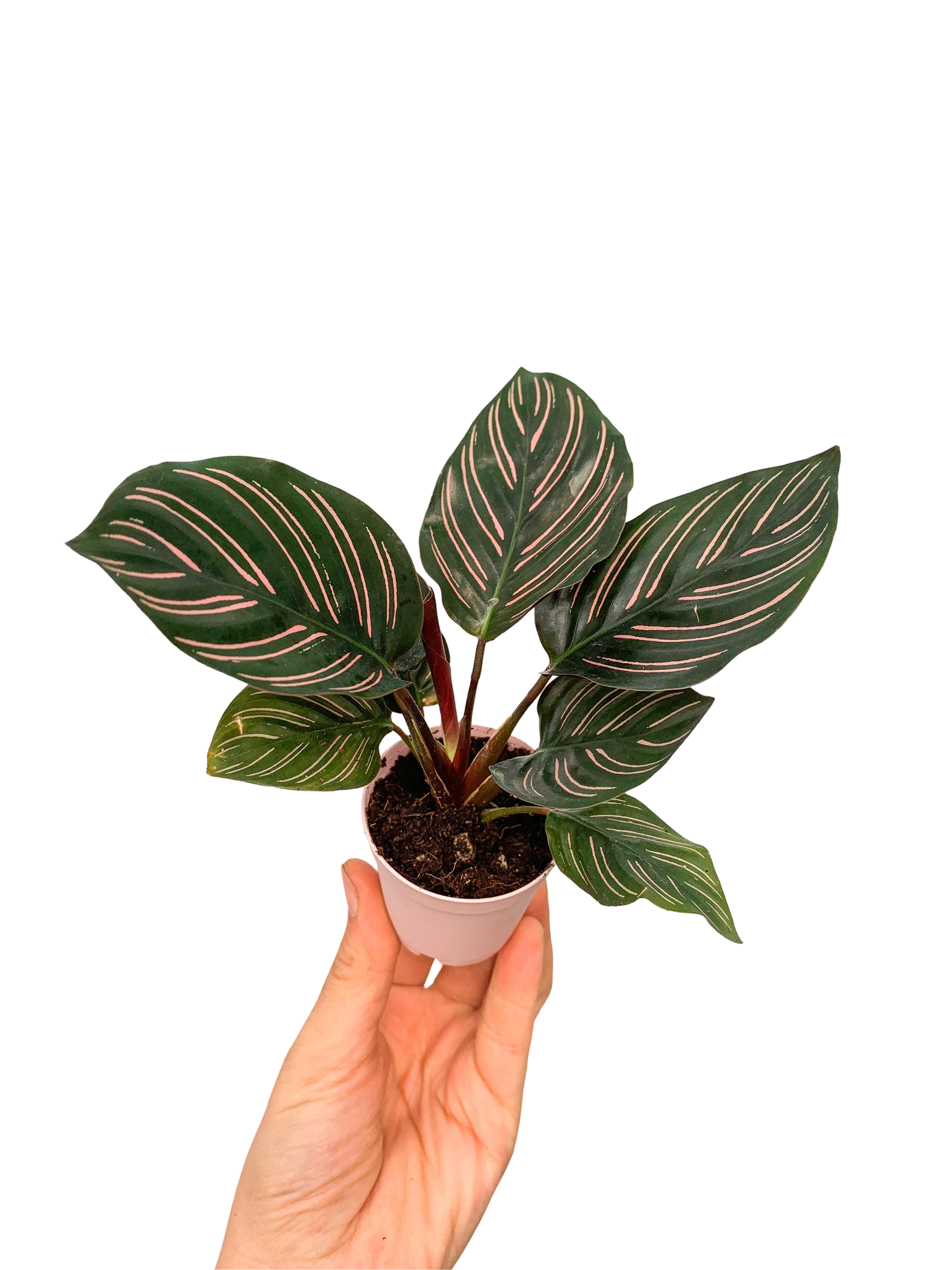 Calathea Ornata Dua Çiçeği