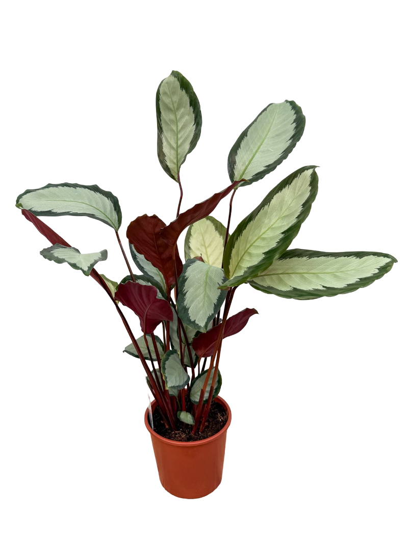 Calathea Picturata 'Argentea' Dua Çiçeği