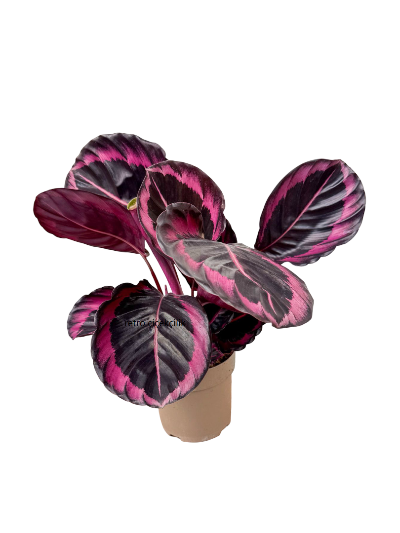 Calathea Roseopicta 'Dottie' 30-40 CM Dua Çiçeği