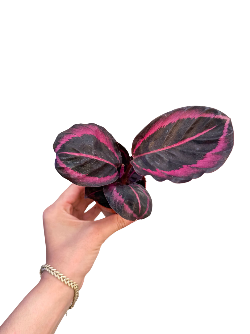 Calathea Roseopicta 'Dottie' Dua Çiçeği