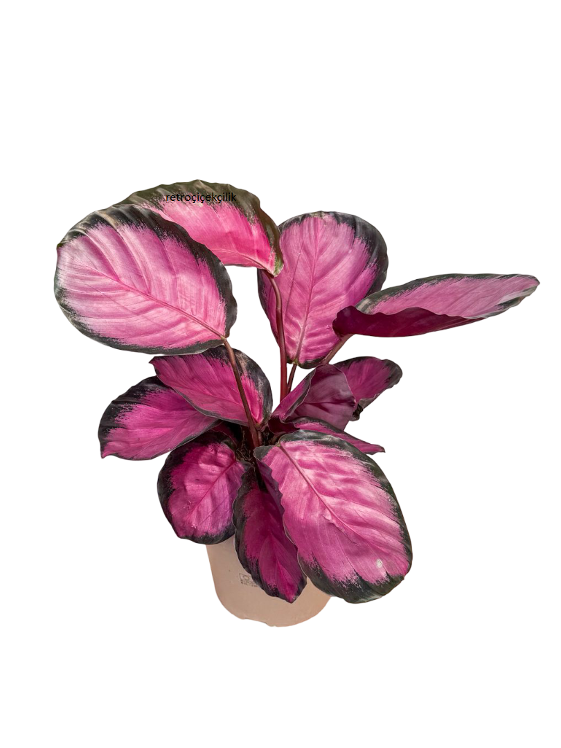 Calathea Roseopicta Dua Çiçeği (30-40 CM)